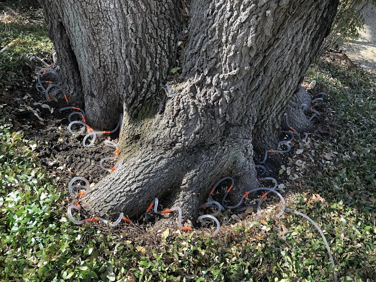 Detailed Tree Cabling and Bracing job site in Feasterville Trevose