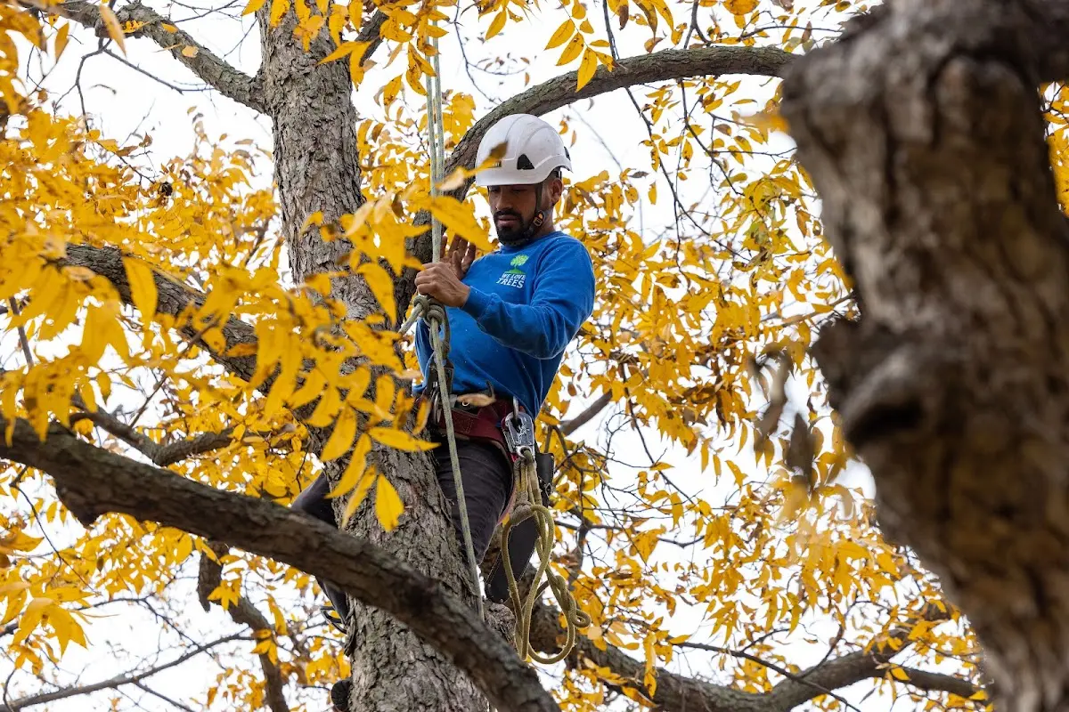 Skilled Tree Pruning crew working in Feasterville Trevose